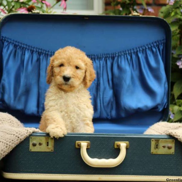 Sandy, Standard Poodle Puppy