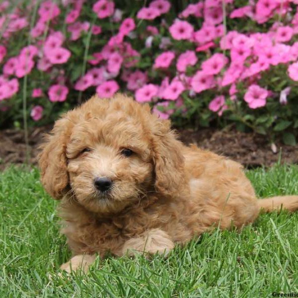 Sandy, Goldendoodle-Miniature Puppy