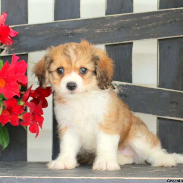 Sandy, Cavachon Puppy