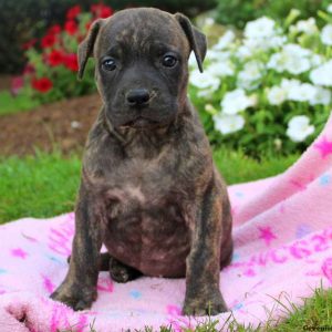 Sandy, African Boerboel Puppy