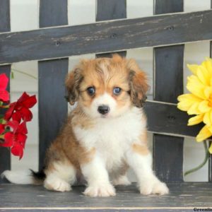 Sandy, Cavachon Puppy