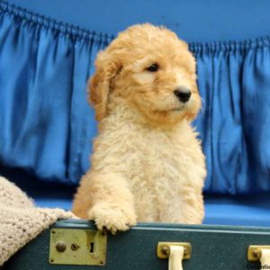 Sandy, Standard Poodle Puppy