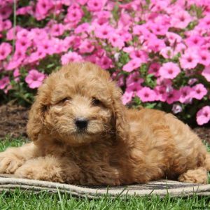 Sandy, Goldendoodle-Miniature Puppy