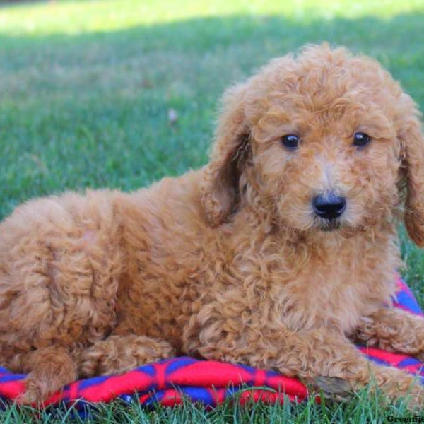 Sara Joy, Goldendoodle Puppy