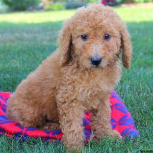 Sara Joy, Goldendoodle Puppy