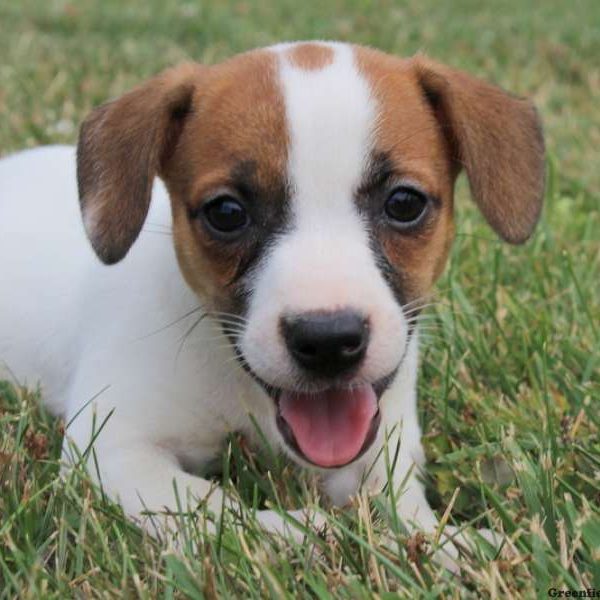 Sara, Jack Russell Terrier Puppy