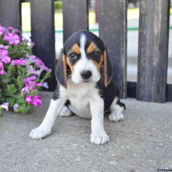 Sara, Beagle Puppy