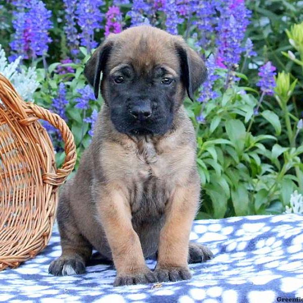 Sara, English Mastiff Puppy