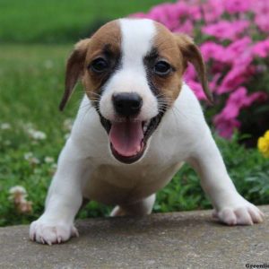 Sara, Jack Russell Terrier Puppy