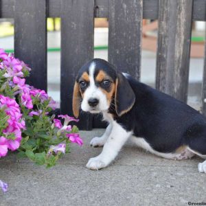 Sara, Beagle Puppy