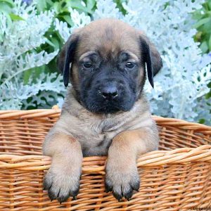 Sara, English Mastiff Puppy