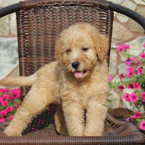 Sarge, Whoodle – Miniature Puppy