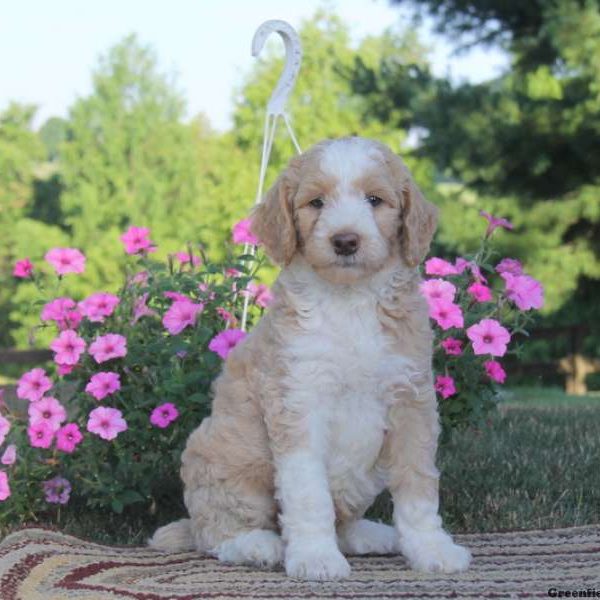 Sarge, Standard Poodle Mix Puppy