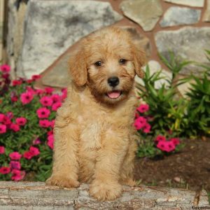 Sarge, Whoodle – Miniature Puppy