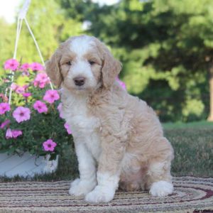 Sarge, Standard Poodle Mix Puppy