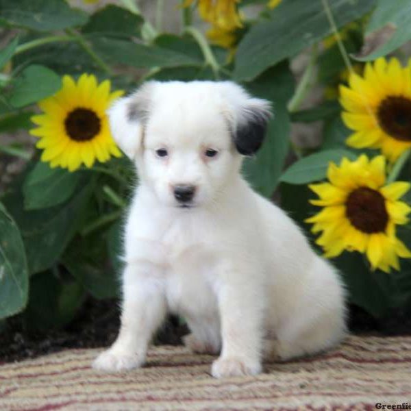 Sari, Jack Russell Mix Puppy