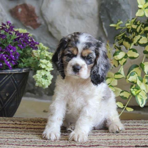 Sari, Cocker Spaniel Puppy