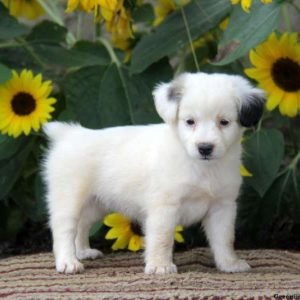 Sari, Jack Russell Mix Puppy