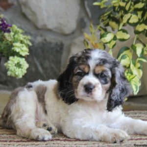 Sari, Cocker Spaniel Puppy