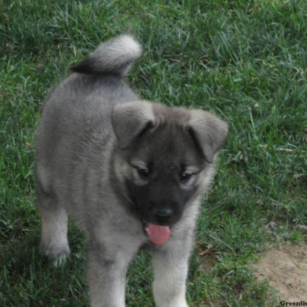 Sasha, Norwegian Elkhound Puppy