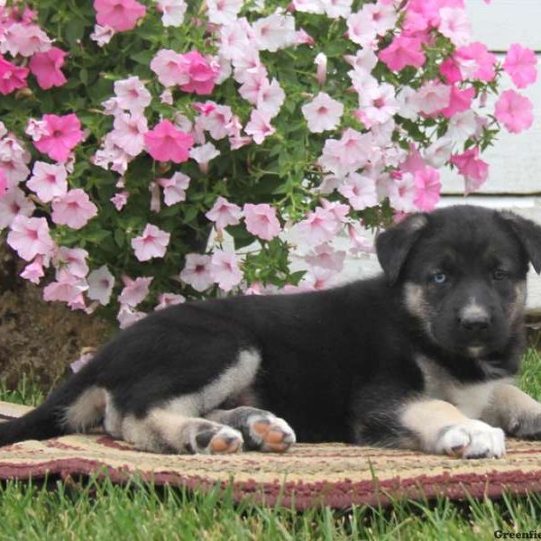 Sasha, German Shepherd Mix Puppy