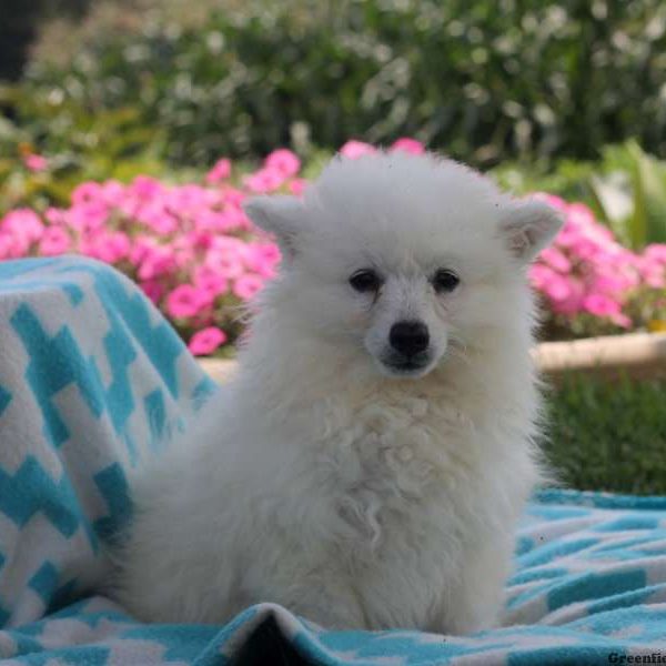 Sasha, American Eskimo Puppy