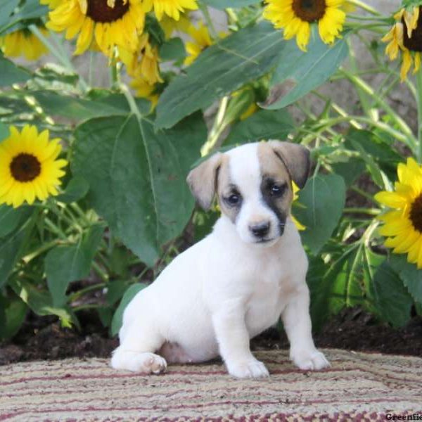 Sasha, Jack Russell Terrier Puppy