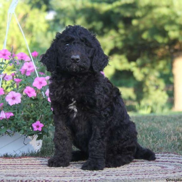 Sasha, Standard Poodle Mix Puppy