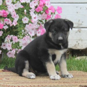 Sasha, German Shepherd Mix Puppy