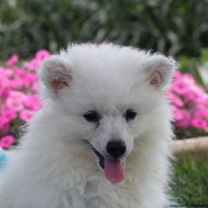 Sasha, American Eskimo Puppy