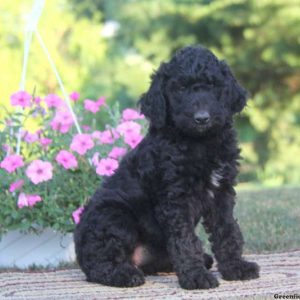 Sasha, Standard Poodle Mix Puppy