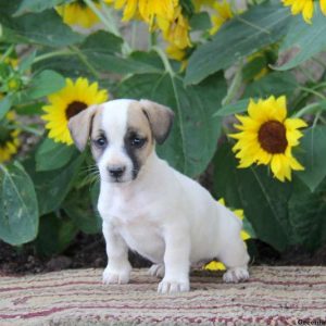 Sasha, Jack Russell Terrier Puppy