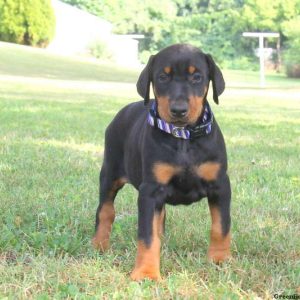 Sasha, Doberman Pinscher Puppy