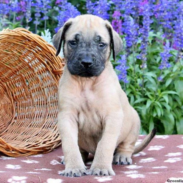 Satchel, English Mastiff Puppy