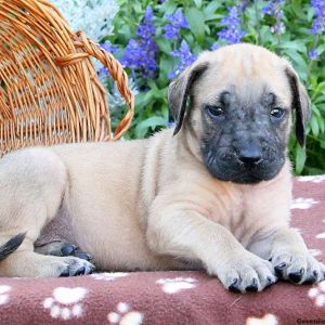 Satchel, English Mastiff Puppy