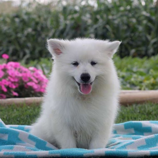 Savannah, American Eskimo Puppy