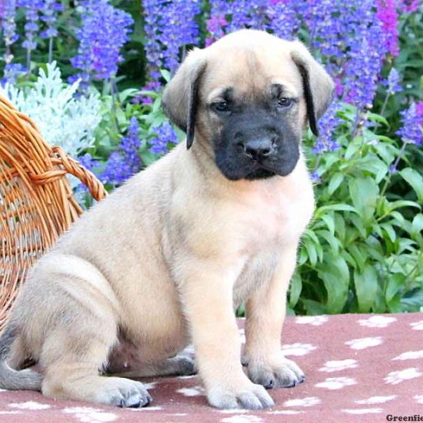 Savannah, English Mastiff Puppy