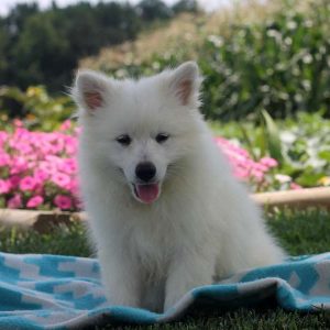 Savannah, American Eskimo Puppy