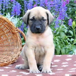 Savannah, English Mastiff Puppy