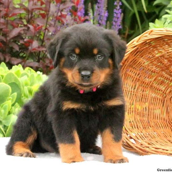 Sawyer, Rottweiler Puppy