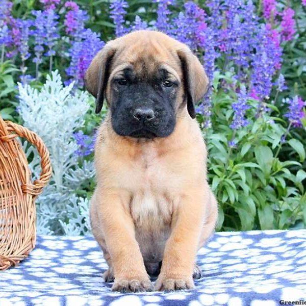 Sawyer, English Mastiff Puppy