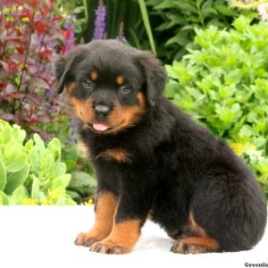 Sawyer, Rottweiler Puppy