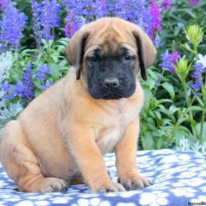 Sawyer, English Mastiff Puppy