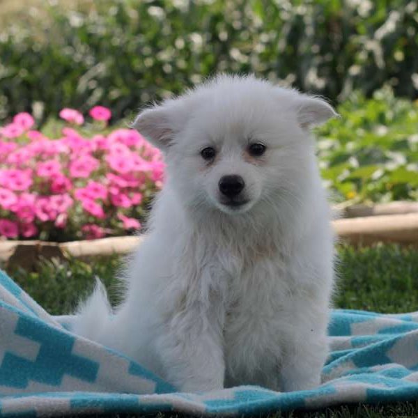 Scotty, American Eskimo Puppy