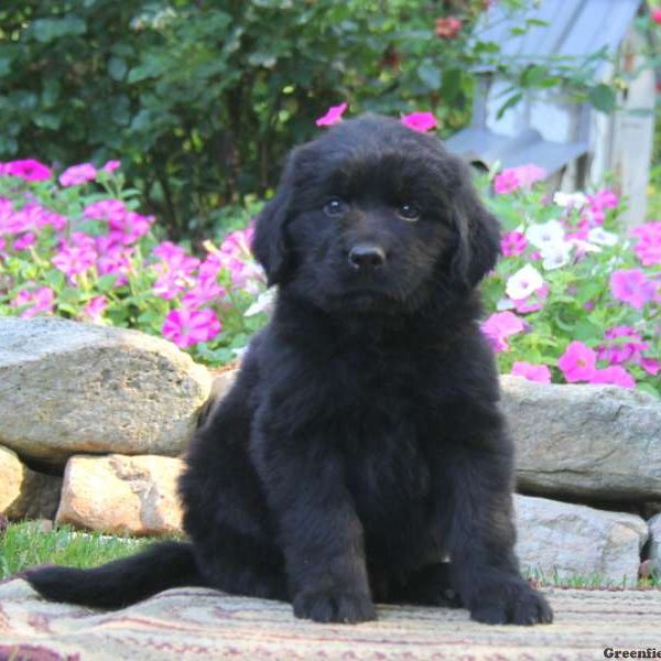 Scotty, Newfoundland Puppy