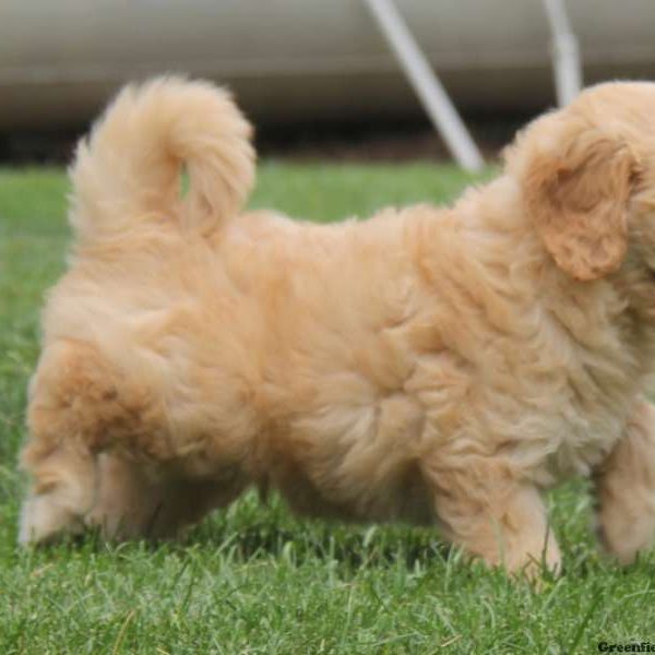 Scotty, Goldendoodle-Miniature Puppy