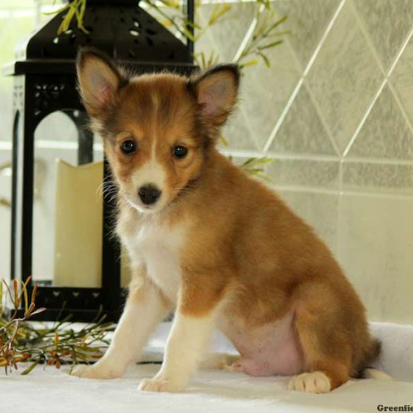 Scotty, Shetland Sheepdog Puppy