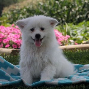 Scotty, American Eskimo Puppy