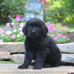 Scotty, Newfoundland Puppy