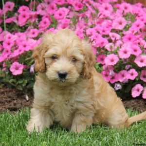 Scotty, Goldendoodle-Miniature Puppy